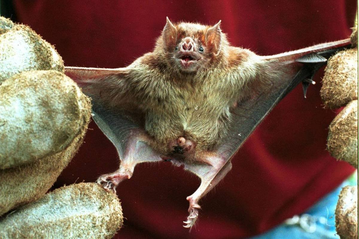 1651272893626c6cbdeb5bd 1651272893 3x2 Xl