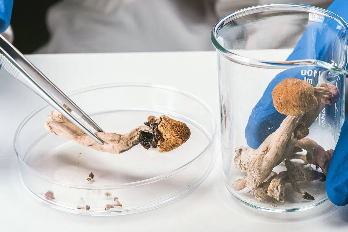 1768678717696be53d2d4c4 1768678717 3x2 Xl