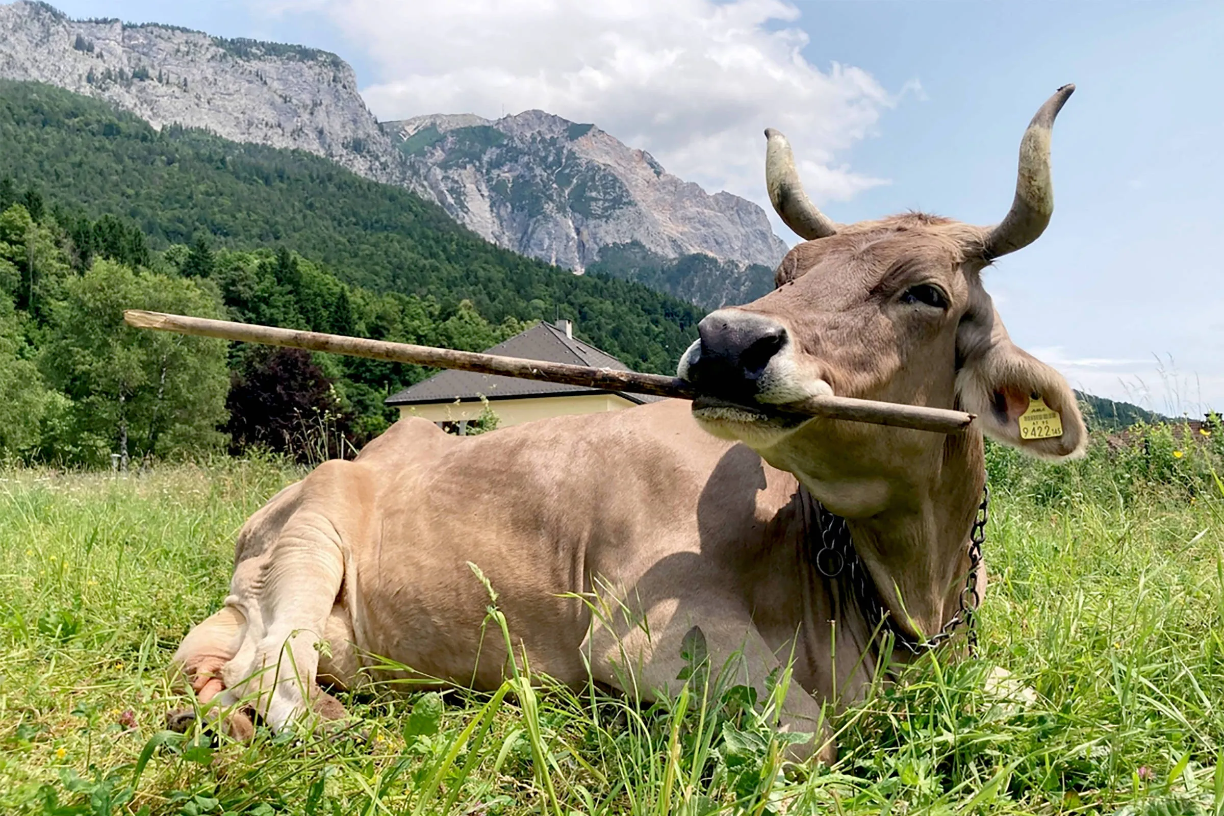 1768913096696f78c89758b 1768913096 3x2 Rt