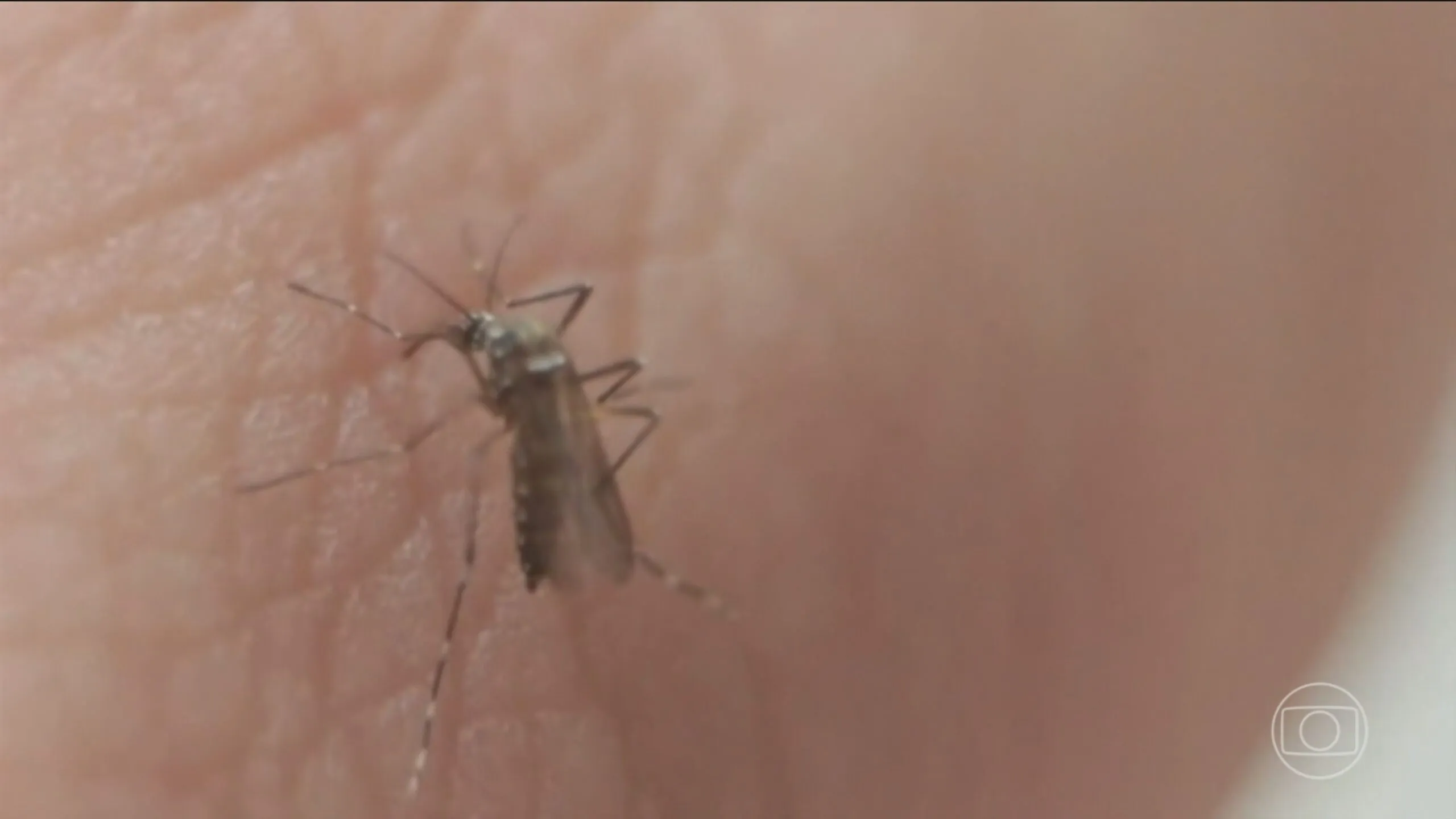 Globo Canal 4 20251208 2000 Frame 122788 Scaled