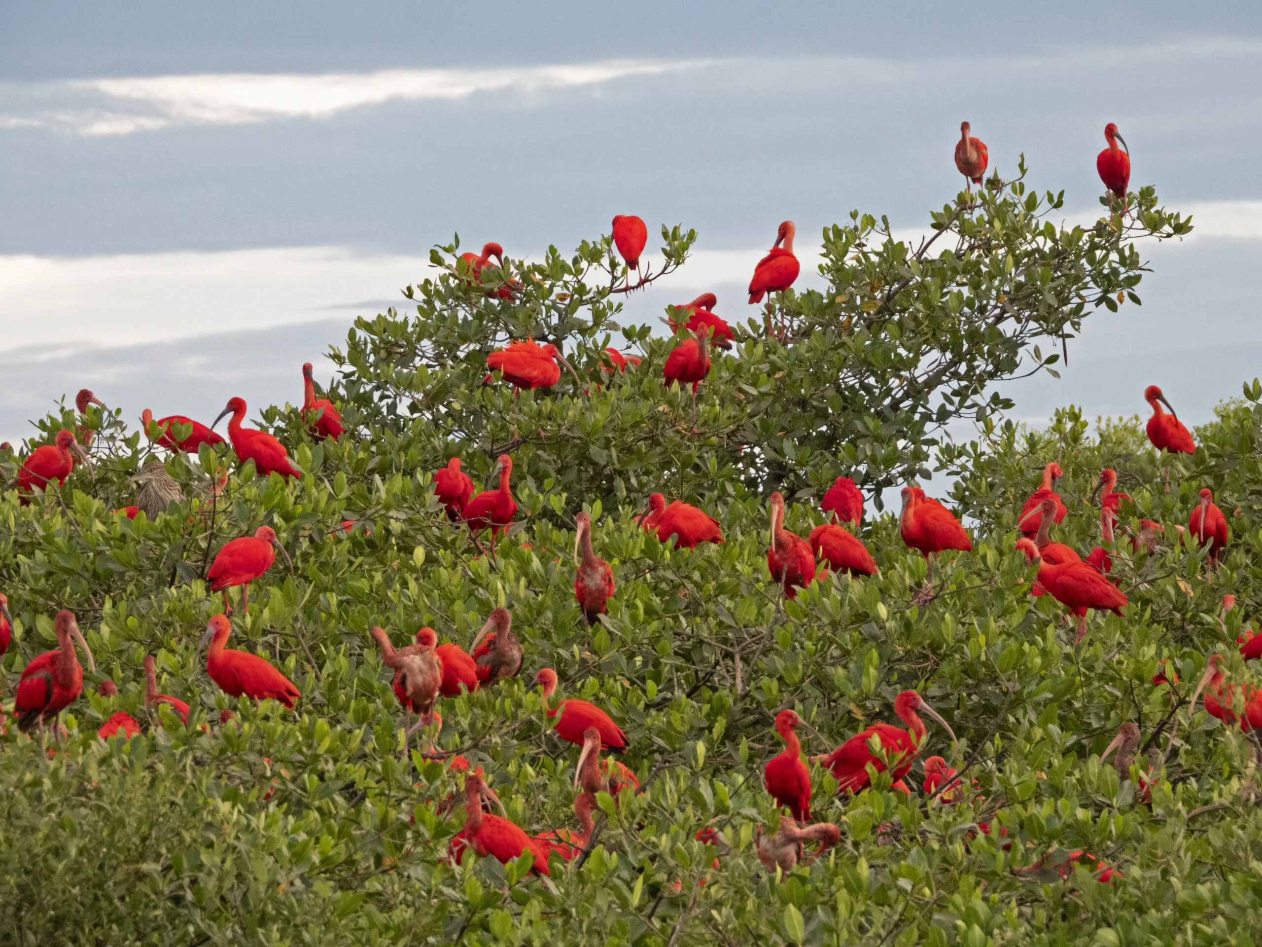 Guaras 23 Edgar Fernandez Instituto Guaju Scaled